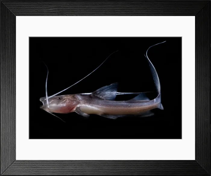 Framed Print : Amazon River Catfish Framed Print : Amazon River Catfish
