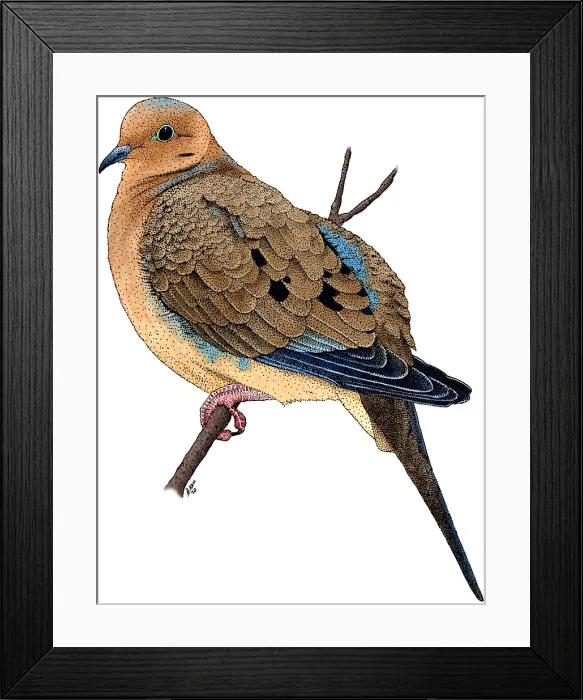 Framed Print : Mouring Dove Framed Print : Mouring Dove