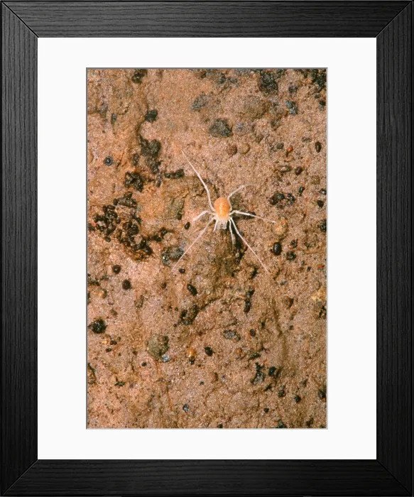 Framed Print : Harvestman (Crosbyella sp.) in cave Framed Print : Harvestman (Crosbyella sp.) in cave
