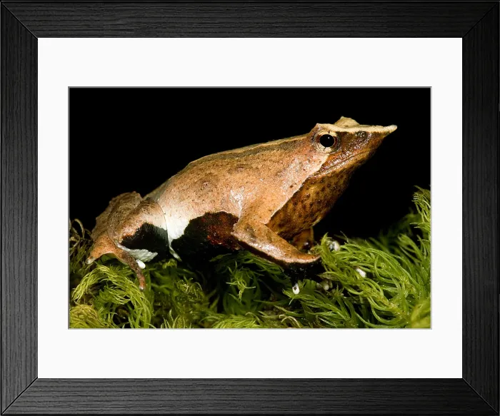 Framed Print : Darwin's Frog Framed Print : Darwin's Frog