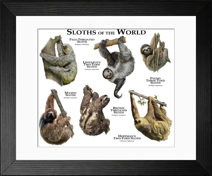 Framed Print : Sloths of the World Framed Print : Sloths of the World