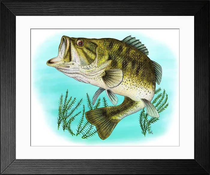 Framed Print : Largemouth Bass Framed Print : Largemouth Bass