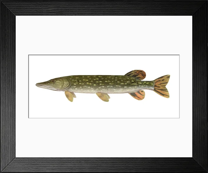Framed Print : Northern Pike