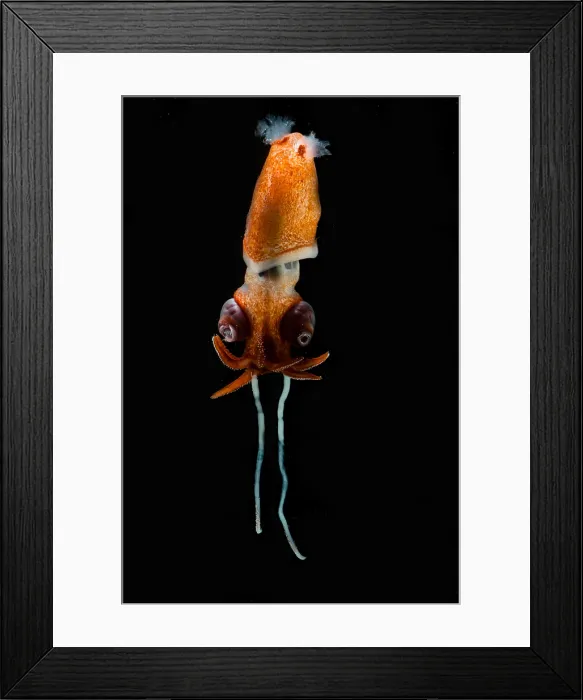 Framed Print : Deepsea Squid (Bathyteuthis sp.)