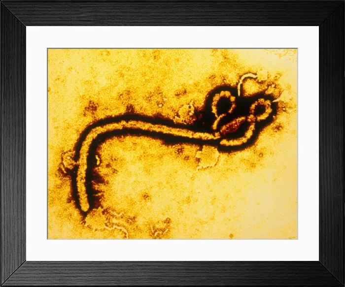 Framed Print : Ebola Zaire Virus (TEM) Framed Print : Ebola Zaire Virus (TEM)