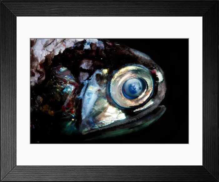 Framed Print : Lanternfish (Diaphus rafinesquii) Framed Print : Lanternfish (Diaphus rafinesquii)