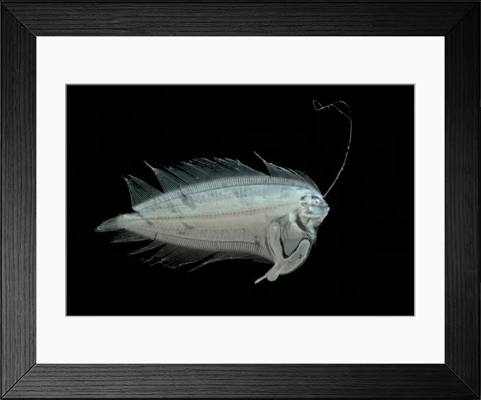 Framed Print : Larval Flatfish collected in trawl Framed Print : Larval Flatfish collected in trawl