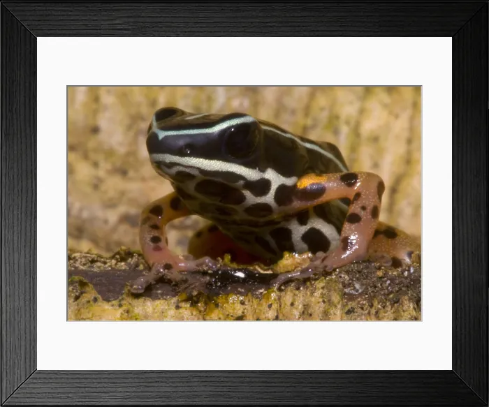 Framed Print : Rio Madeira Poison Frog Framed Print : Rio Madeira Poison Frog