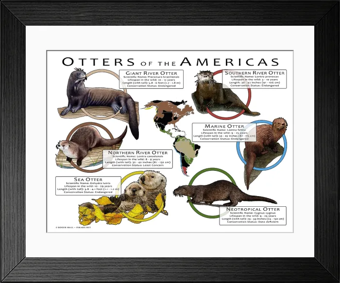Framed Print : Otters of the Americas