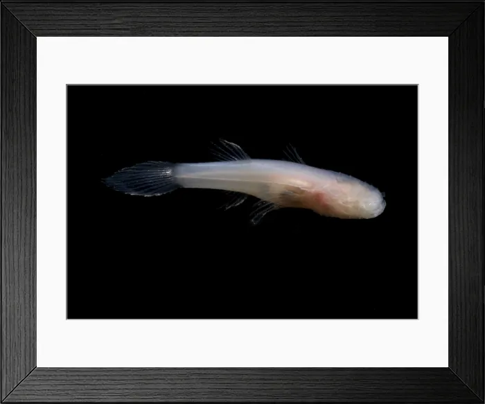 Framed Print : Ozark Cave Fish Framed Print : Ozark Cave Fish