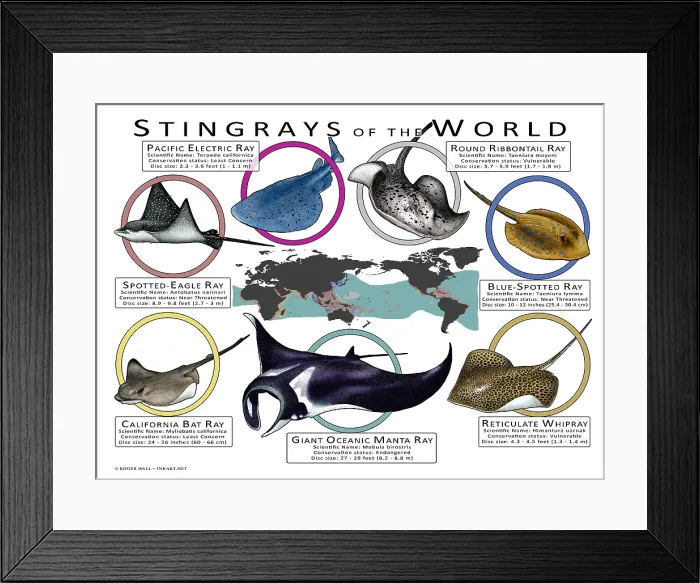 Framed Print : Stingray Species of the World