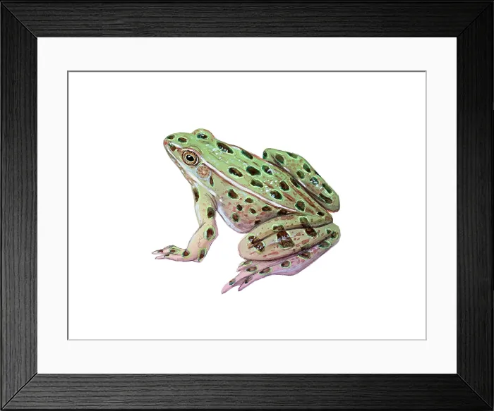 Framed Print : Leopard Frog Framed Print : Leopard Frog