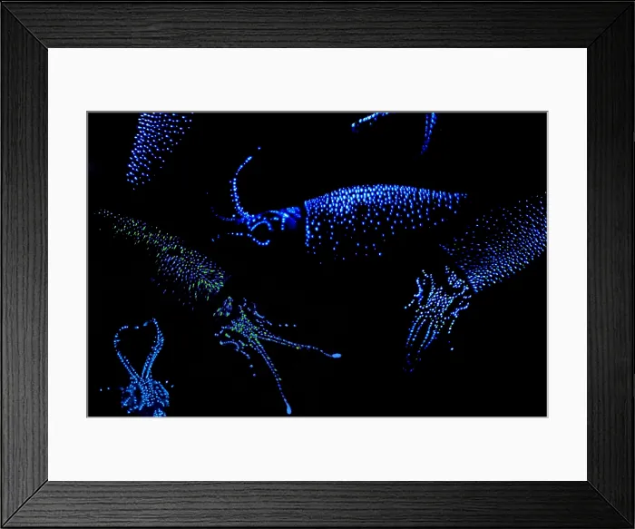 Framed Print : Firefly Squid