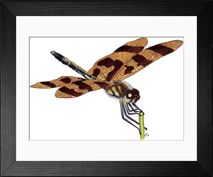 Framed Print : Halloween Pennant Dragonfly Framed Print : Halloween Pennant Dragonfly