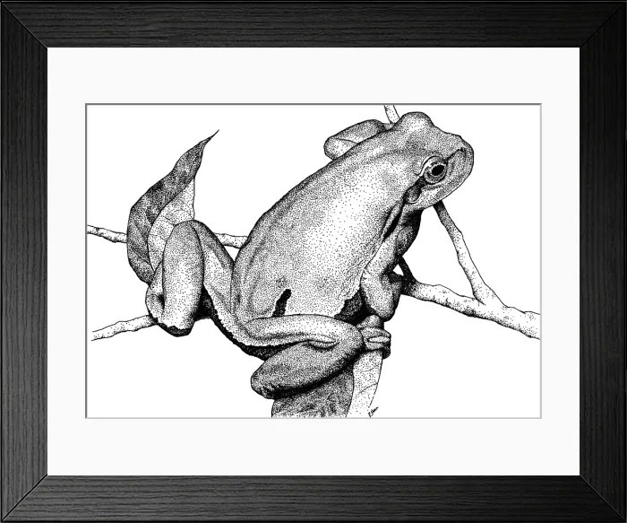 Framed Print : European Tree Frog Framed Print : European Tree Frog