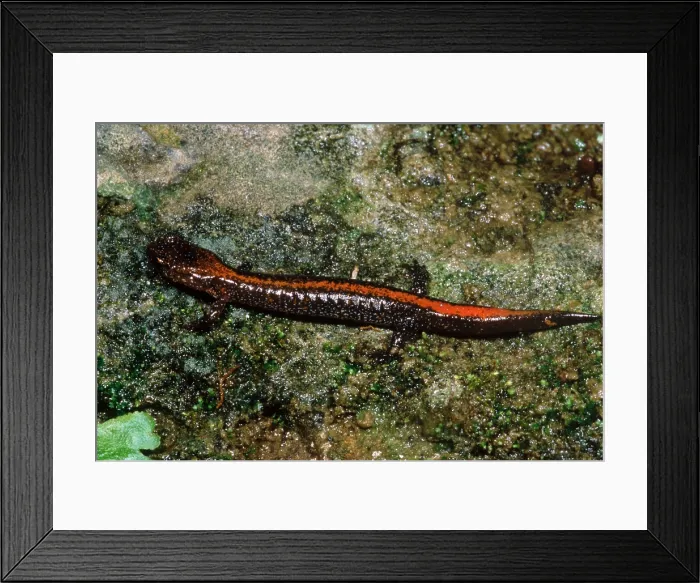 Framed Print : Zig-Zag Salamander