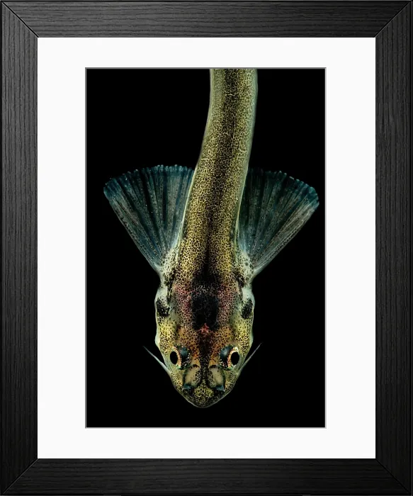 Framed Print : Candiru Catfish Framed Print : Candiru Catfish