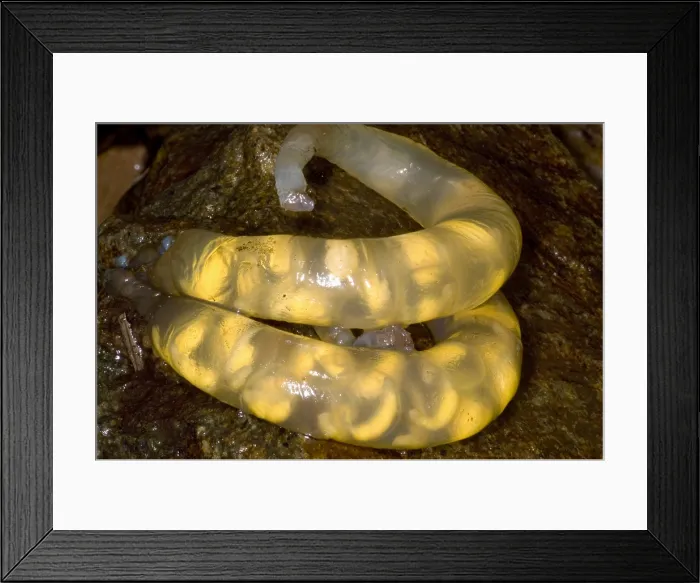 Framed Print : Hida Salamander Framed Print : Hida Salamander
