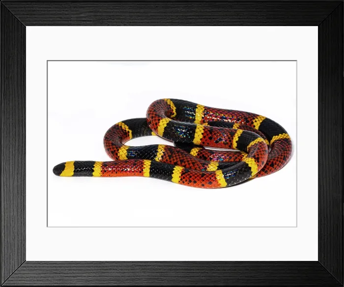 Framed Print : Texas Coral Snake (Micrurus tener) Framed Print : Texas Coral Snake (Micrurus tener)