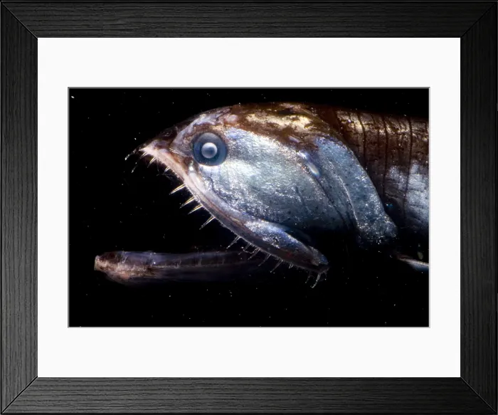 Framed Print : Elongated Loosejaw Framed Print : Elongated Loosejaw