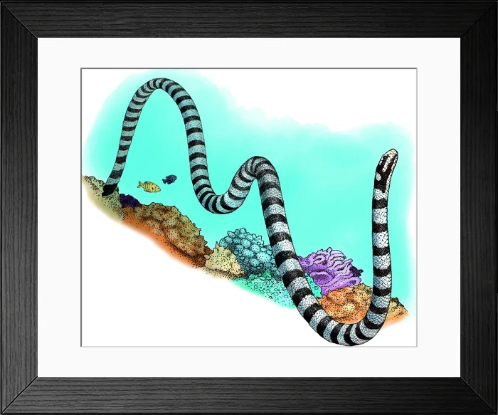 Framed Print : Black-banded Sea Krait, Illustration