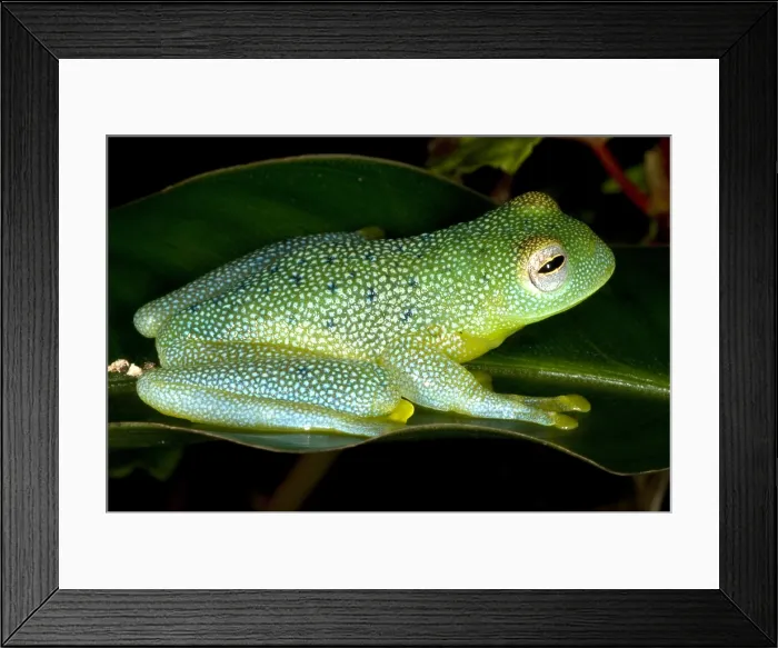 Framed Print : Spiny Glass Frog Framed Print : Spiny Glass Frog