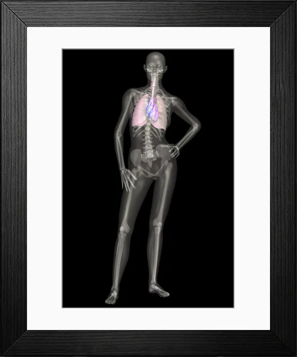 Framed Print : Human Skeleton With Lungs
