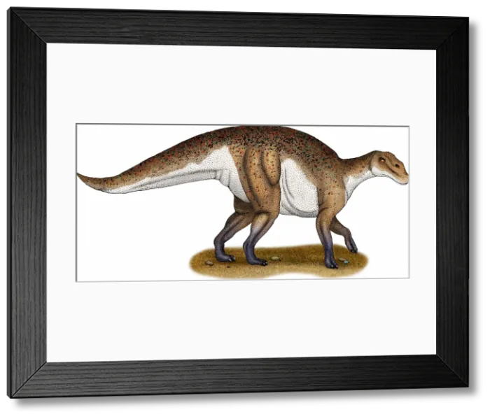 Framed Print : Hadrosaurus Framed Print : Hadrosaurus