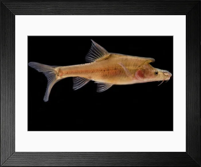 Framed Print : Tiled Golden-line Barbel (Sinocyclocheilus tilehornes) Framed Print : Tiled Golden-line Barbel (Sinocyclocheilus tilehornes)