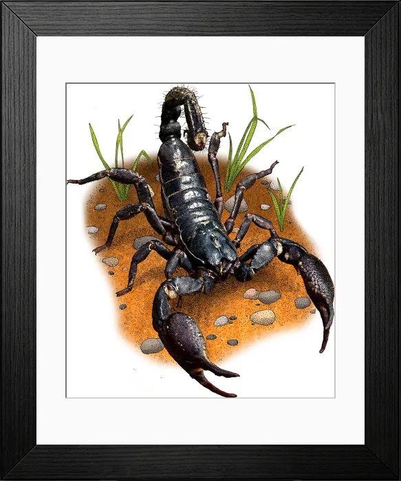 Framed Print : Asian forest scorpion Framed Print : Asian forest scorpion
