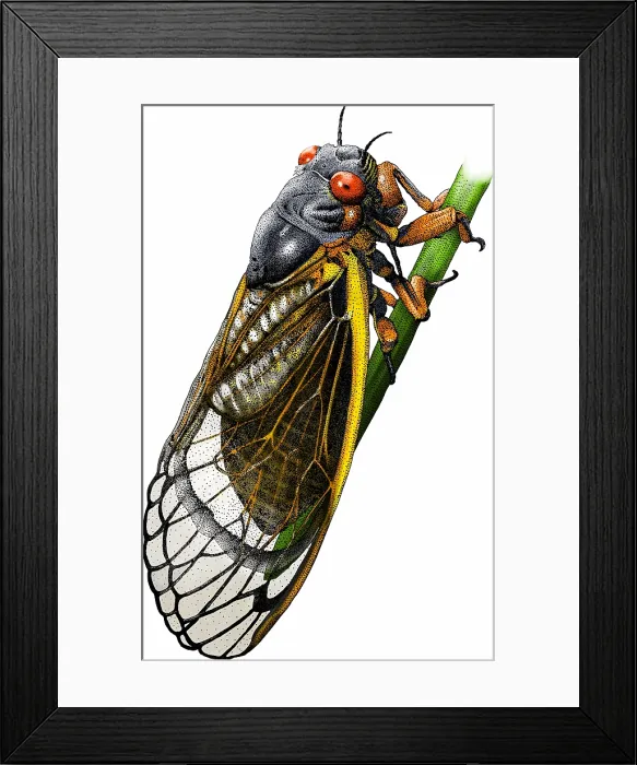 Framed Print : Periodical cicada Framed Print : Periodical cicada