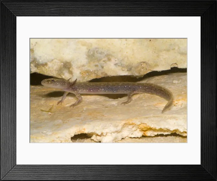 Framed Print : Barton Springs Salmander