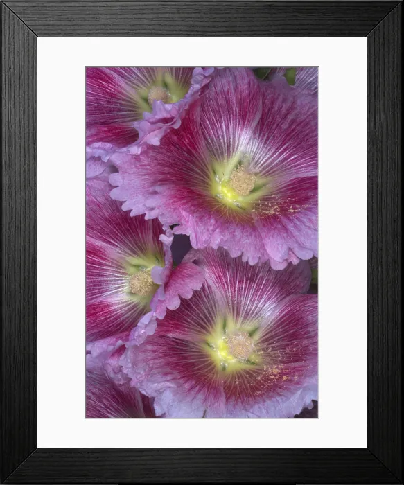 Framed Print : Hollyhocks Framed Print : Hollyhocks