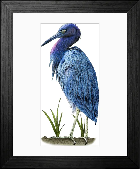 Framed Print : Little Blue Heron, Illustration Framed Print : Little Blue Heron, Illustration