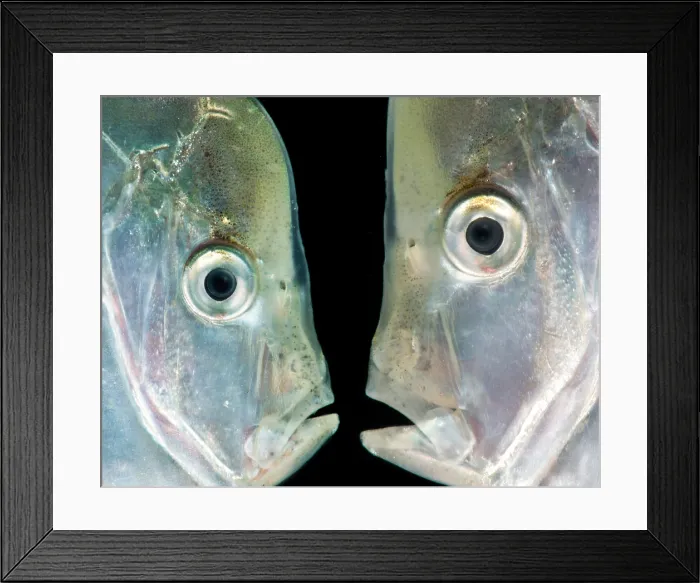 Framed Print : Atlantic Moonfish (Selene setapinnis)