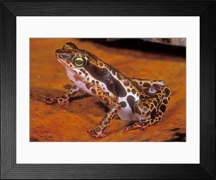 Framed Print : Harlequin Frog Framed Print : Harlequin Frog