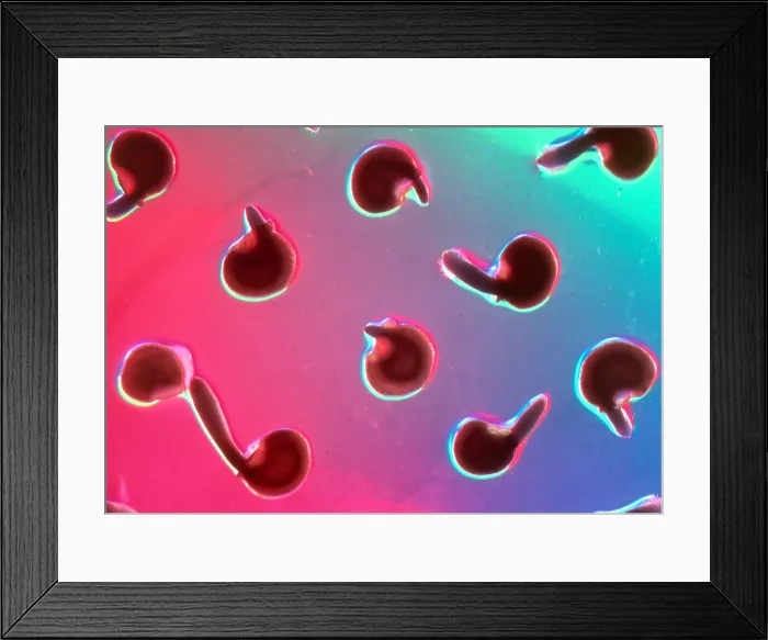 Framed Print : Seedlings from Tissue Culture