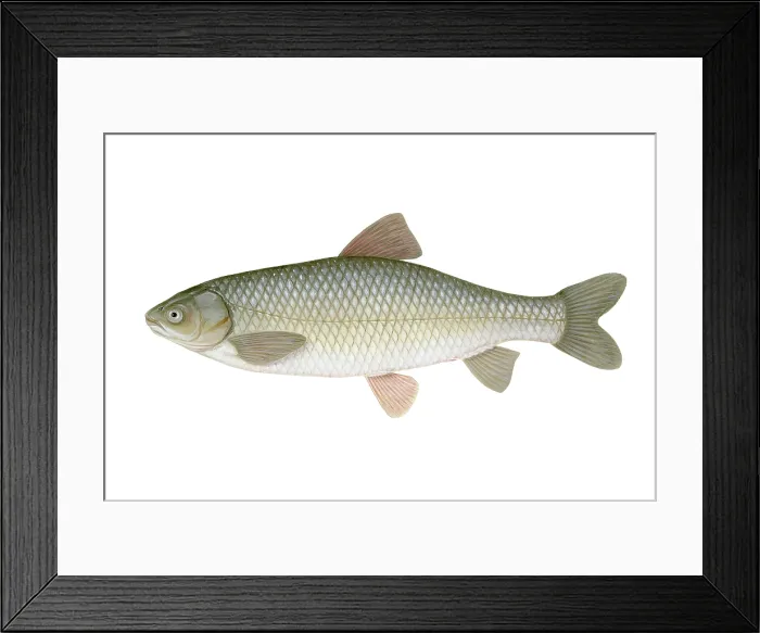 Framed Print : Grass Carp (Ctenopharyngodon idella) Framed Print : Grass Carp (Ctenopharyngodon idella)