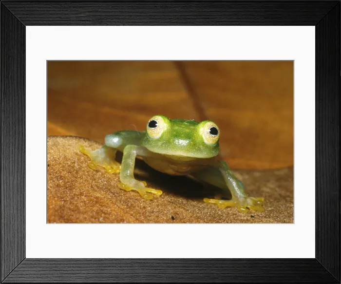 Framed Print : Glass Frog Framed Print : Glass Frog