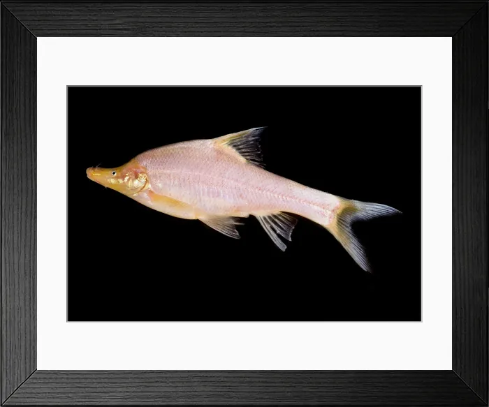 Framed Print : Small-eyed Golden Line Barbel (Sinocyclecheilus microphthalmus) Framed Print : Small-eyed Golden Line Barbel (Sinocyclecheilus microphthalmus)