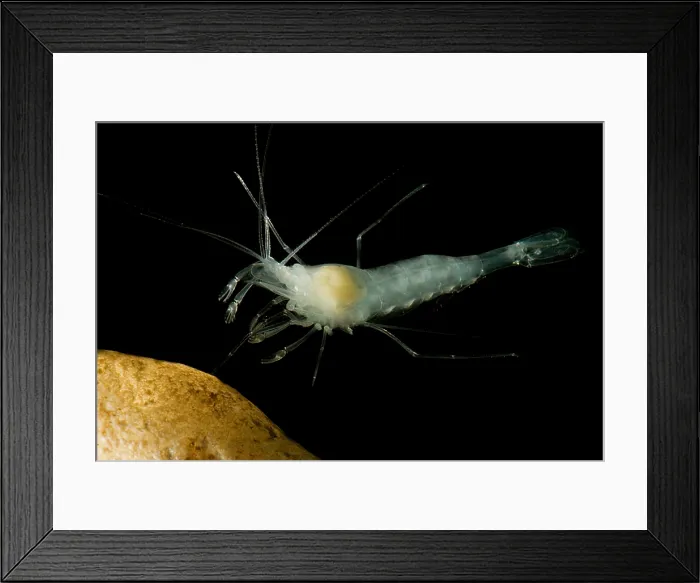 Framed Print : Texas Cave Shrimp Framed Print : Texas Cave Shrimp