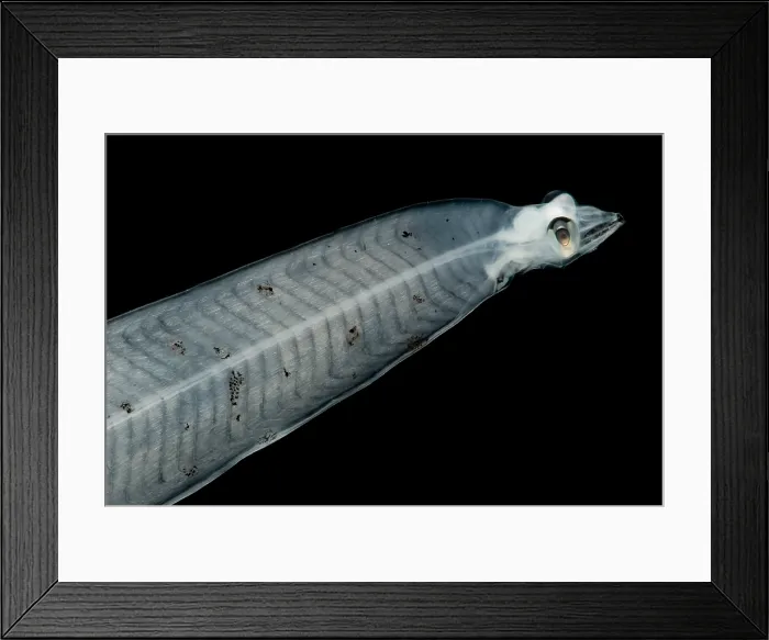 Framed Print : Leptocephalus Larva Framed Print : Leptocephalus Larva