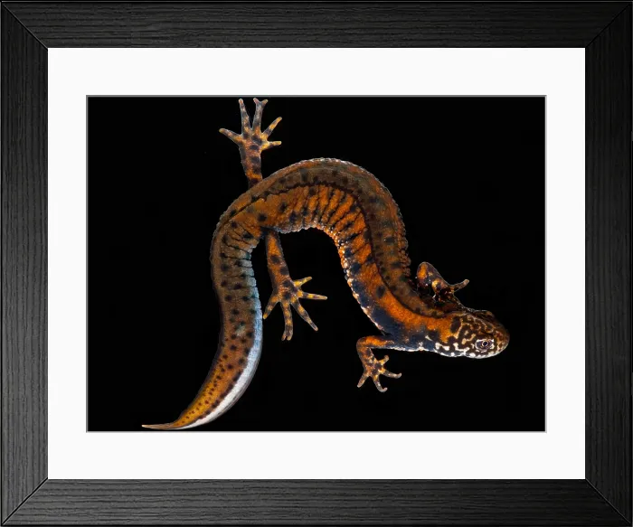 Framed Print : Danube Crested Newt Framed Print : Danube Crested Newt