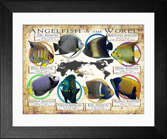 Framed Print : Angelfish of the World Framed Print : Angelfish of the World