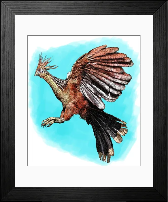Framed Print : Hoatzin. Illustration of a Hoatzin (Opisthocomus hoazin)