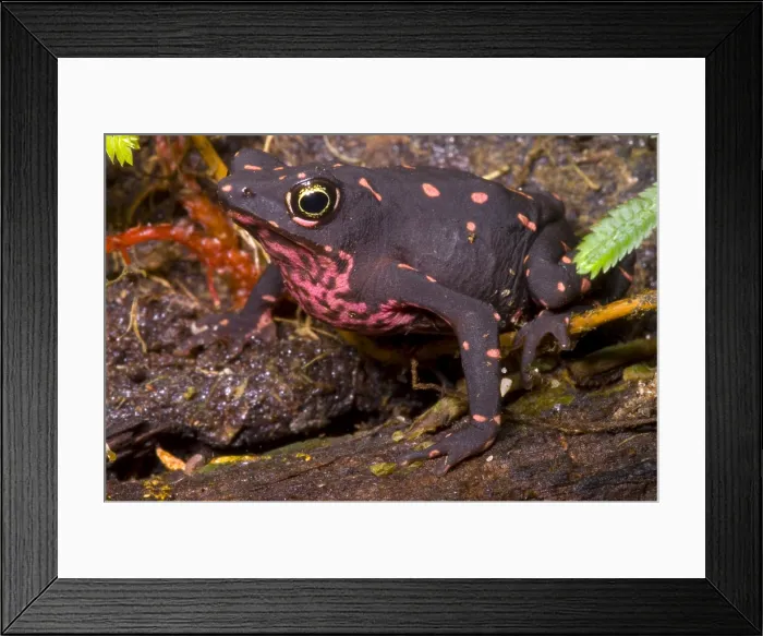Framed Print : Harlequin Frog Framed Print : Harlequin Frog