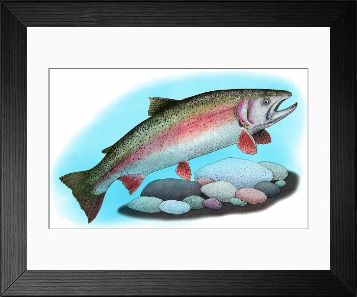 Framed Print : Rainbow trout Framed Print : Rainbow trout