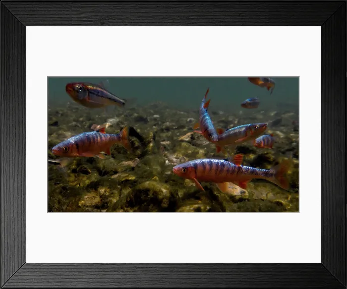 Framed Print : Male Scarlet Shiners (Lythrurus fasciolaris) Framed Print : Male Scarlet Shiners (Lythrurus fasciolaris)