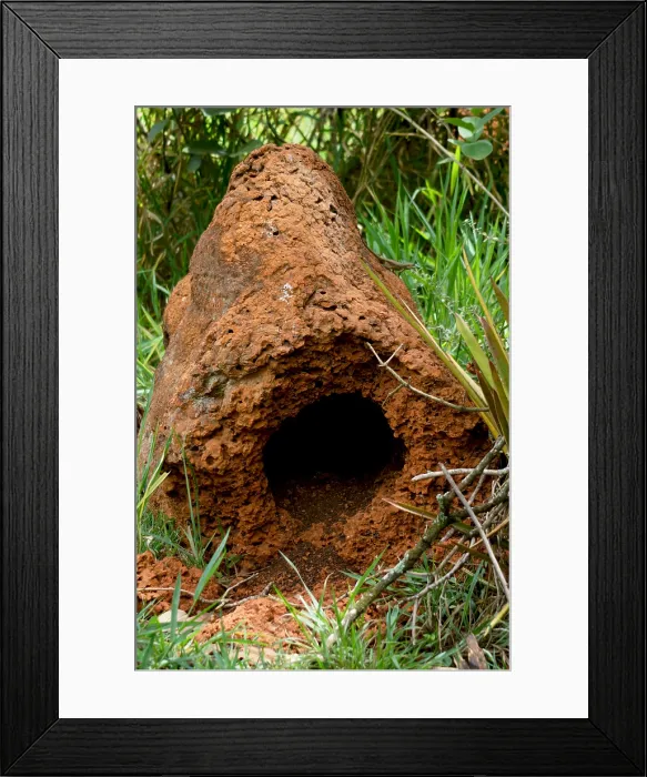 Framed Print : Termite Mound in Brazil Framed Print : Termite Mound in Brazil