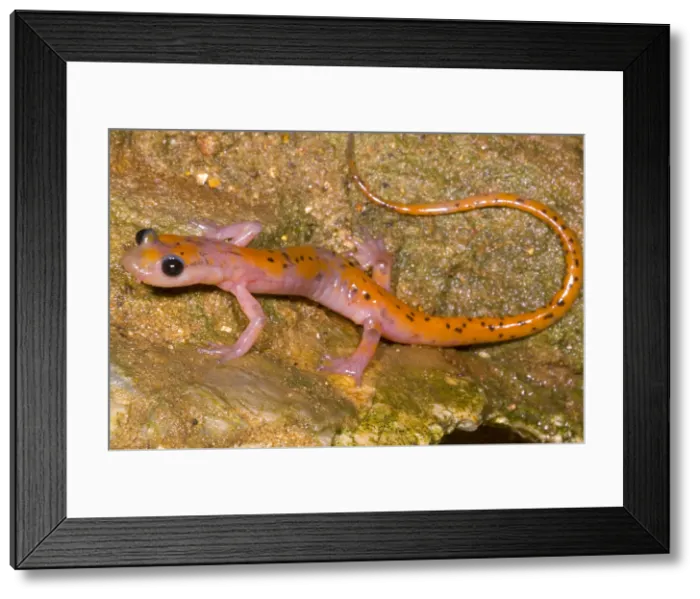 Framed Print : Cave Salamander Framed Print : Cave Salamander
